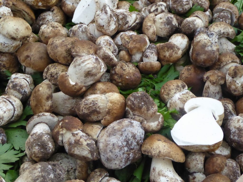 Cèpes for sale in the market in Place-aux-Herbes, Uzes