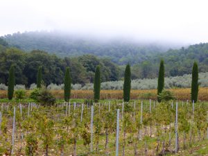 View of the vines in Autumn of Chateau La Coste, near Aix-en-Provence, Provence