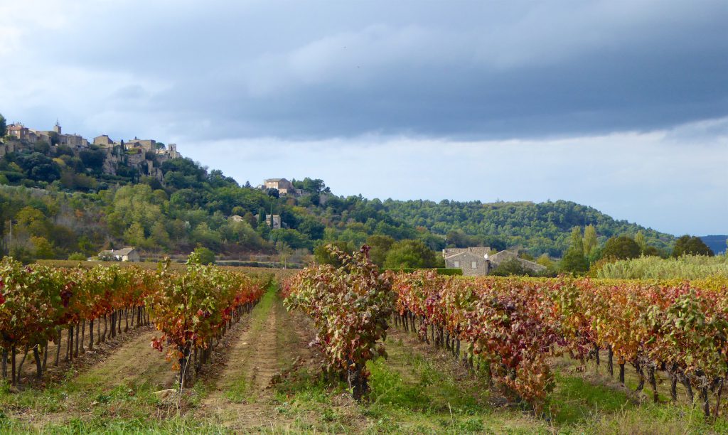 Vineyards by Ménerbes, Luberon, vaucluse, Provence in early winter