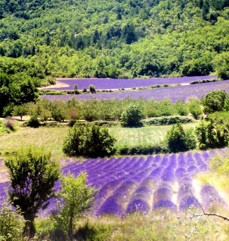 Luberon Lavender fields of Provence grown for La Masion FRANC's lavbeder wands and boules