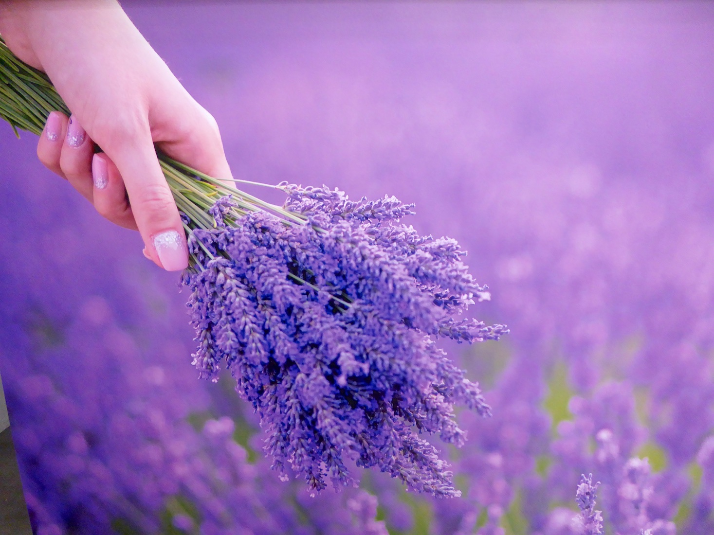 Lavender, the essence of Provence from La Maison FRANC 1884, Lourmarin ...