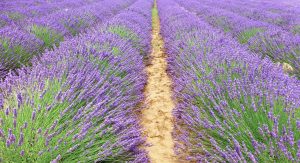 lavender fields of The Luberon, Provence