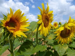 Things I love about Provence, its sunflowers