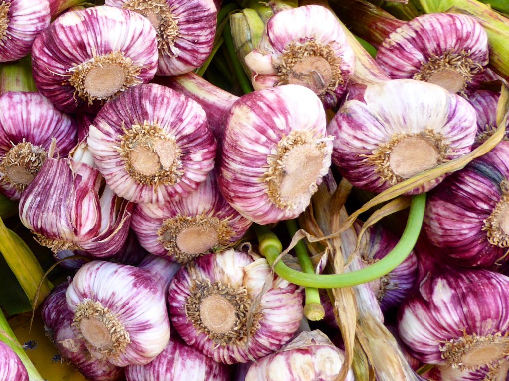 Garlic in Saint-Rémy-de-Provence market, Provence, France