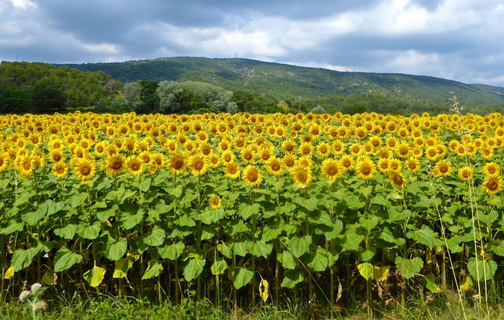 Lourmarin Travel Guide, Sunflower field in Luberon, Provence