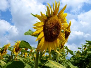 Shutters and sunflowers a blog about Provence