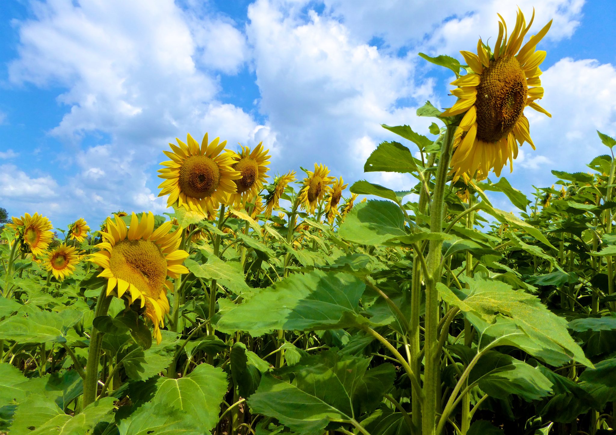 The Sunflowers of Provence Shutters & Sunflowers