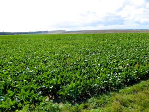 Fields of the World War I Battle of the Somme