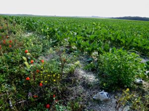 Poppies by the fields of the World War I Battle of the Somme,