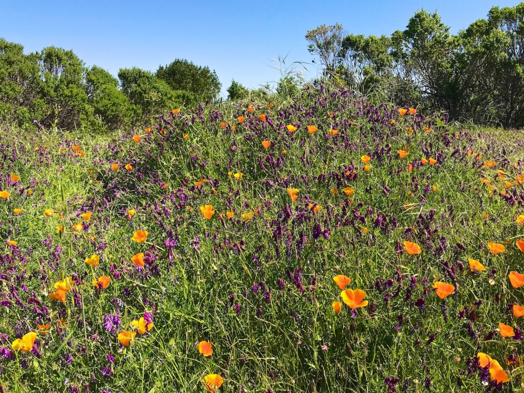 California poppies and wild flowers on the Las Trampas Hills, Danville, California, USA