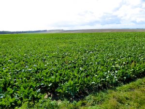 Fields of the Battle of the Somme, Northern France, where poppies grew in World War I