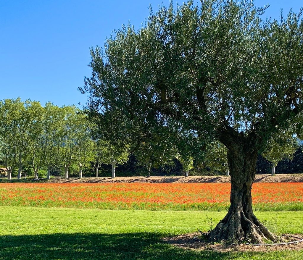 Poppies by the road side and olive trees Lourmarin, Luberon, Vaucluse, Provence, France