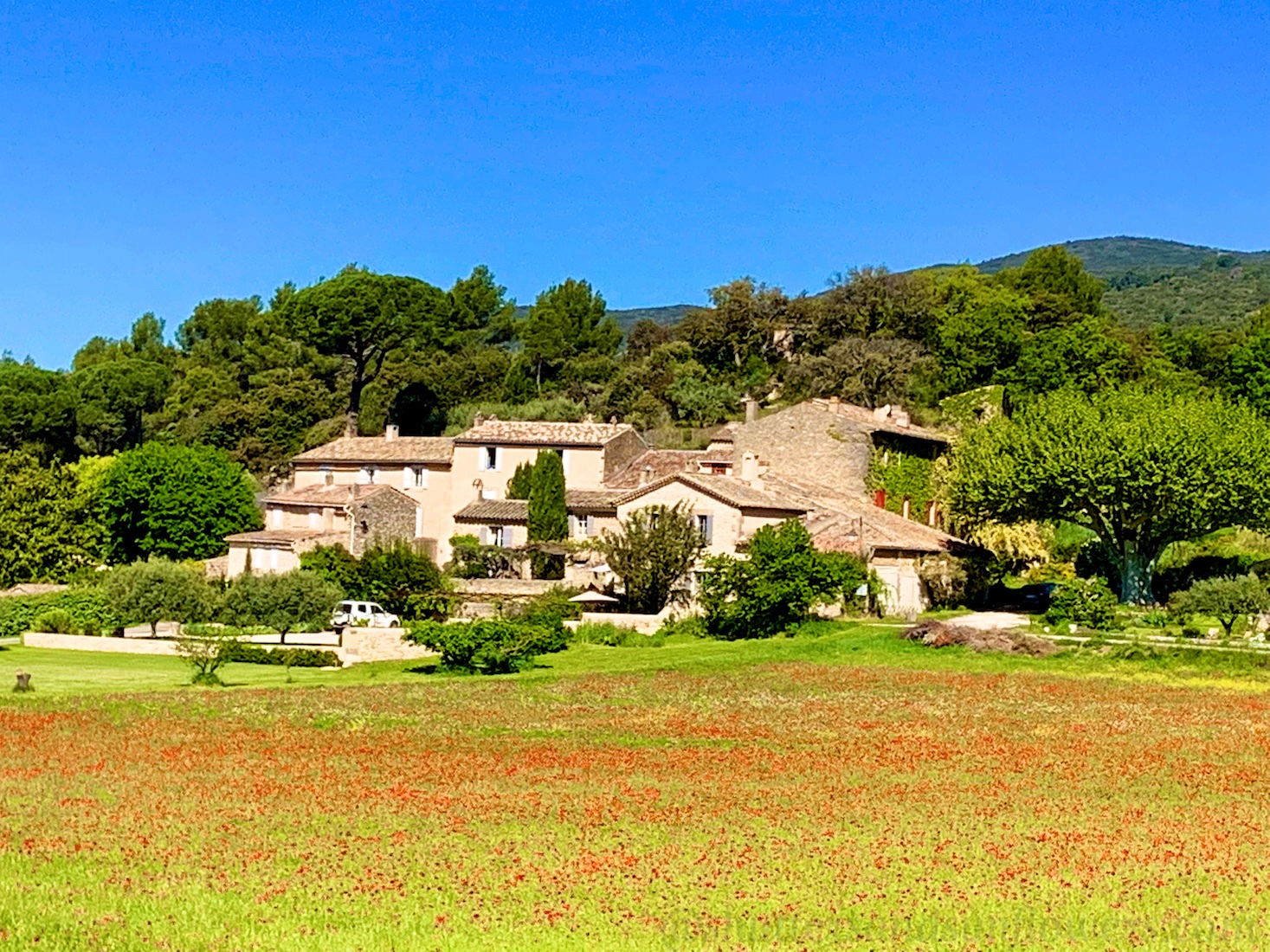 The story of the poppies, in Provence and elsewhere