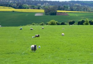 Baby lambs in an English springtime
