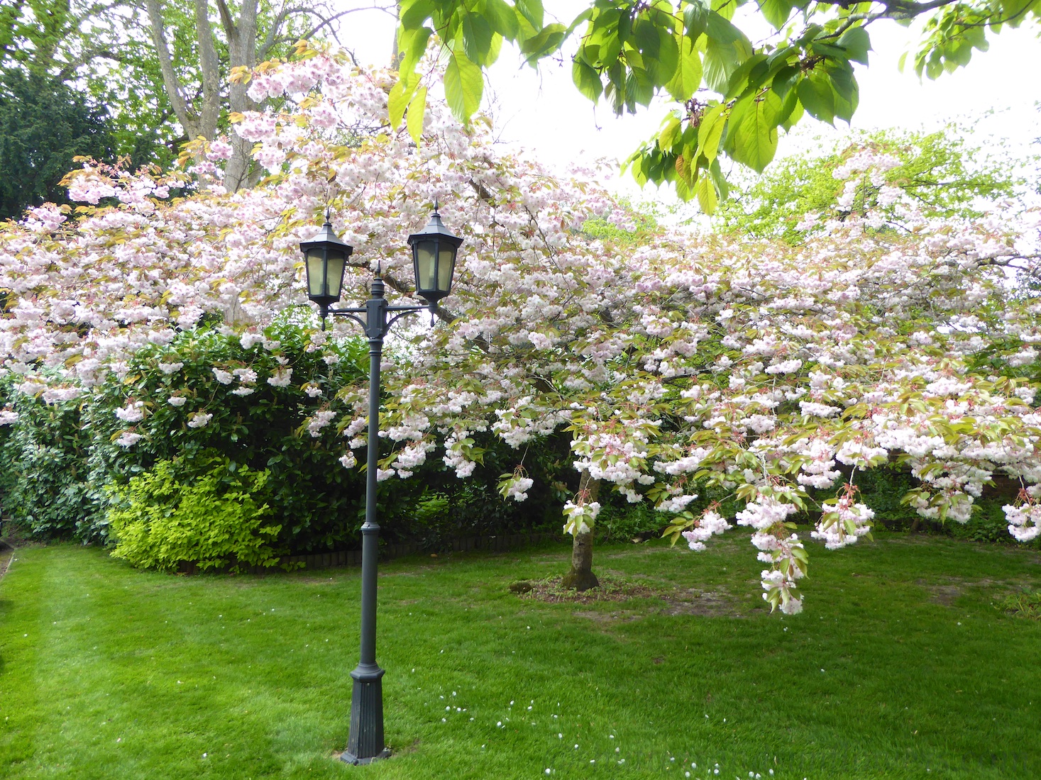 Springtime blossoms in England