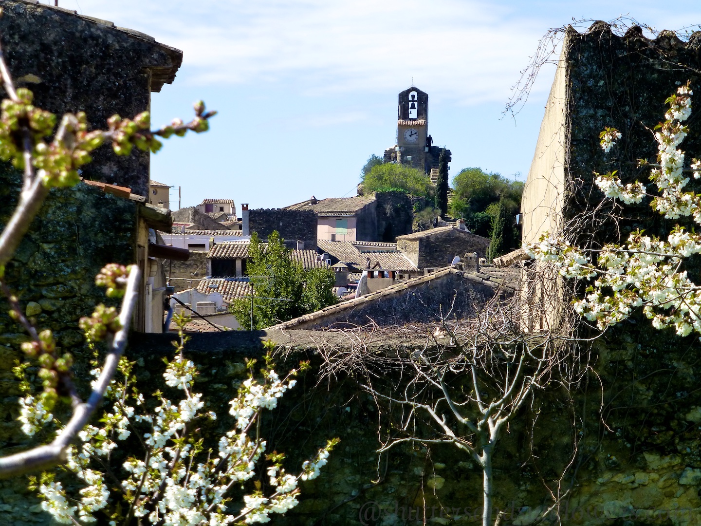 Spring blossoms in Lourmarin