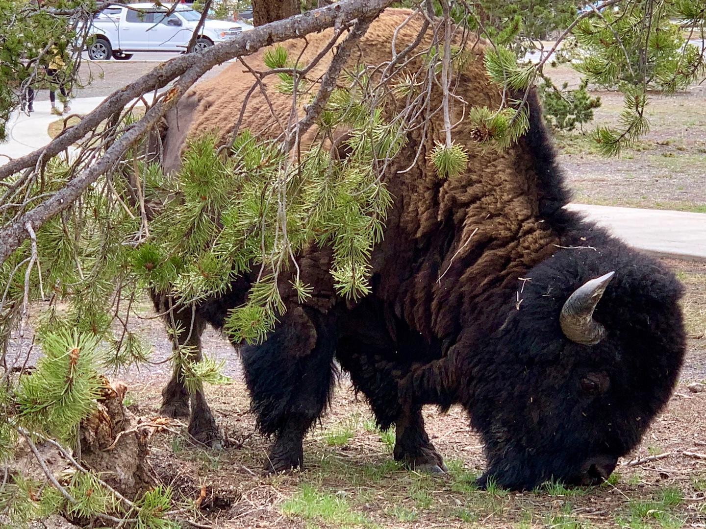 Buffalo grazing near Old Faithful, Yellowstone National Park, USA