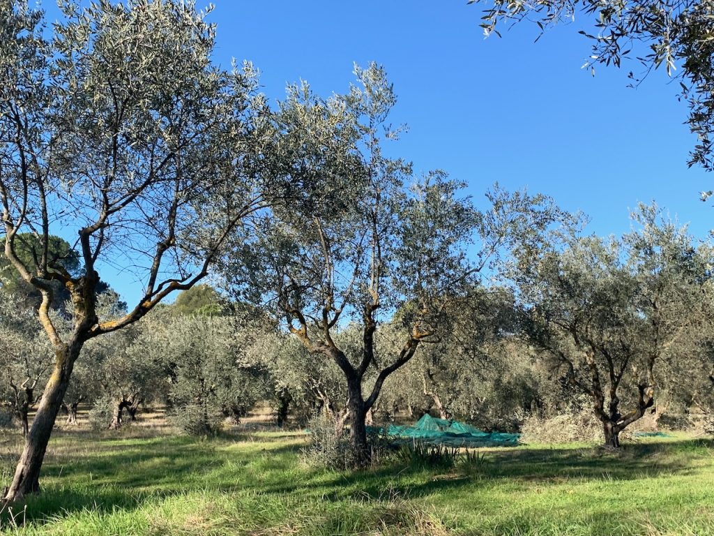 December olive harvest in Lourmarin, Luberon, Provence, France