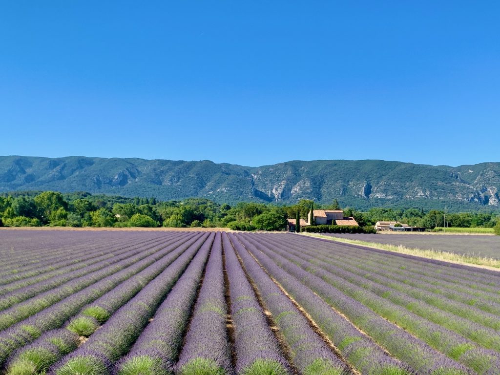 Luberon Lavender fields, Vaucluse, Provence, France