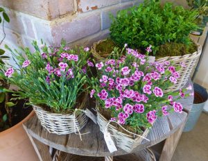 Planted baskets in the garden center at Daylesford Barns, Gloucestershire, The Cotswolds, UK