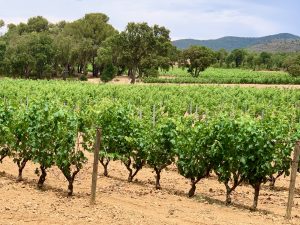 Château Léoube's vineyards, Bormes-les-Mimosas, Var, Provence, France