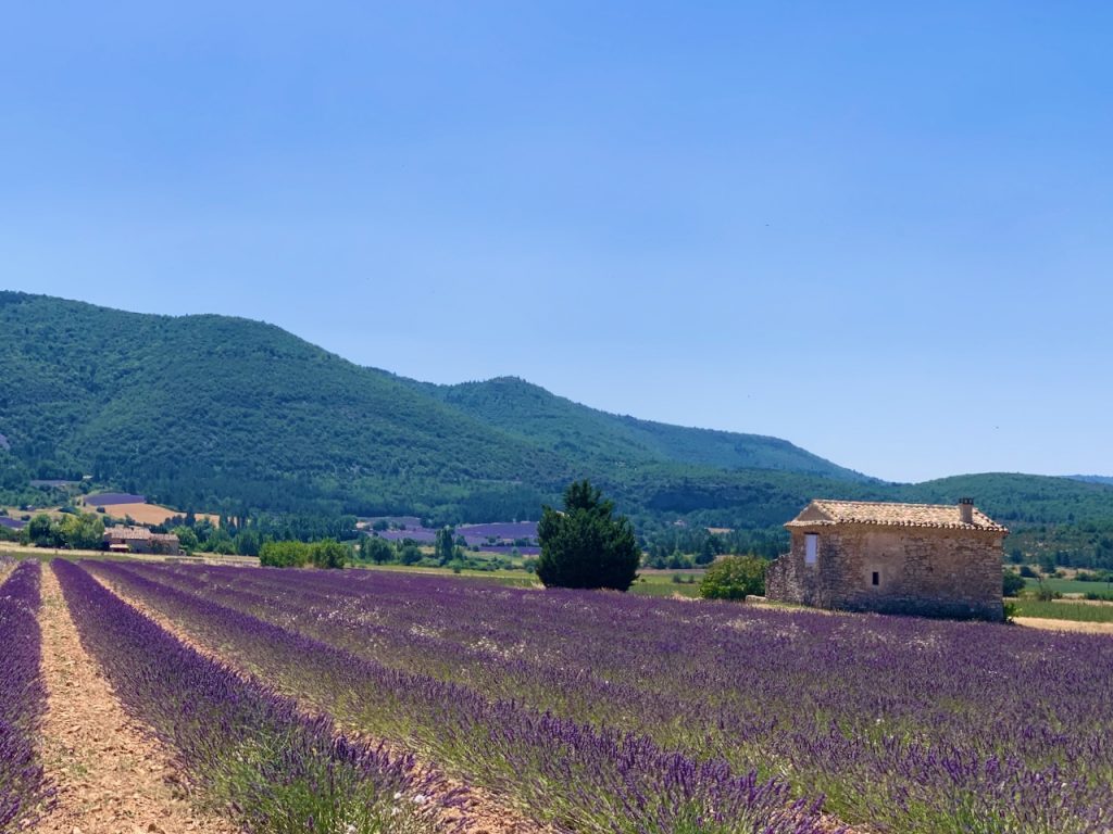 At the lavender fields of Sault, Luberon, Vaucluse, Provence, France