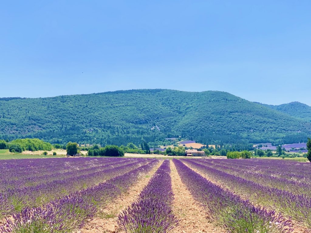 By the Sault lavender fields, Luberon, Vaucluse, Provence, France