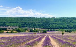 Fields of Lavender near Sault, Luberon, Vaucluse, Provence, France