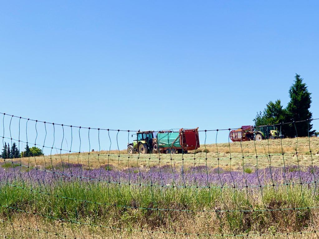 Harvesting the lavender near Sault, Luberon, Vaucluse, Provence