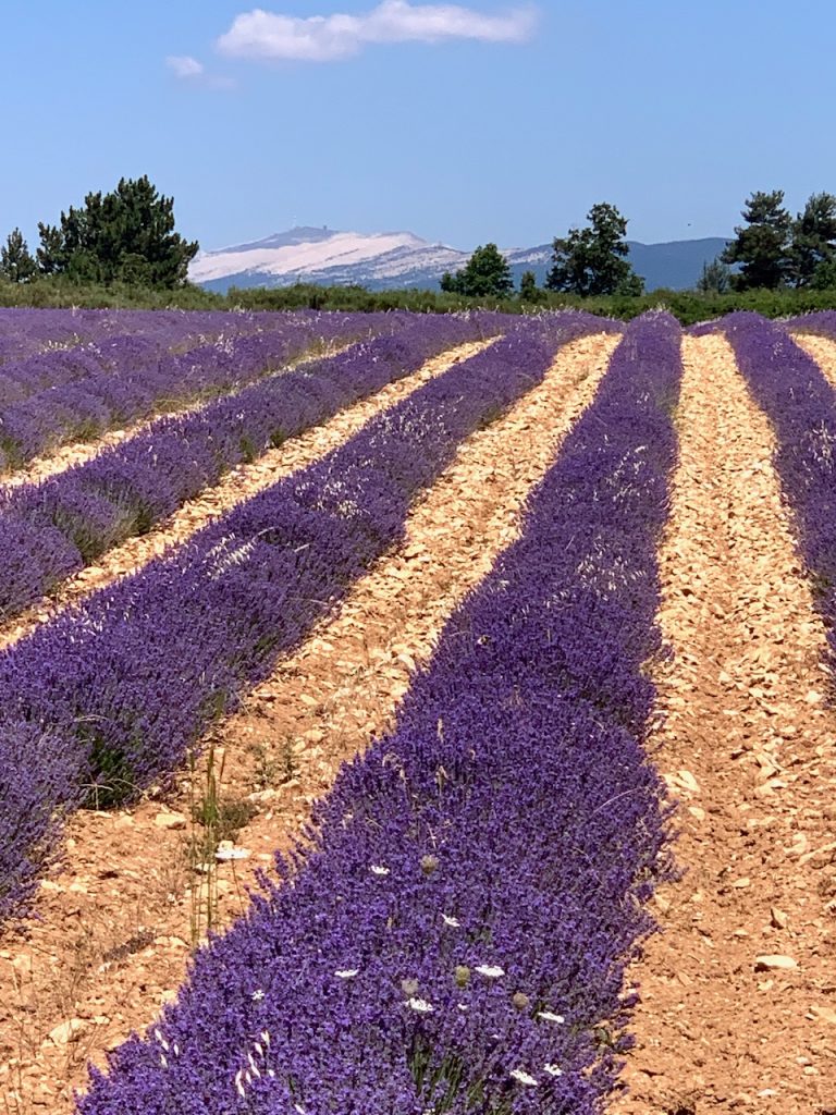 The Lavender fields near Mt Ventoux and Sault, Luberon, Vaucluse, Provence