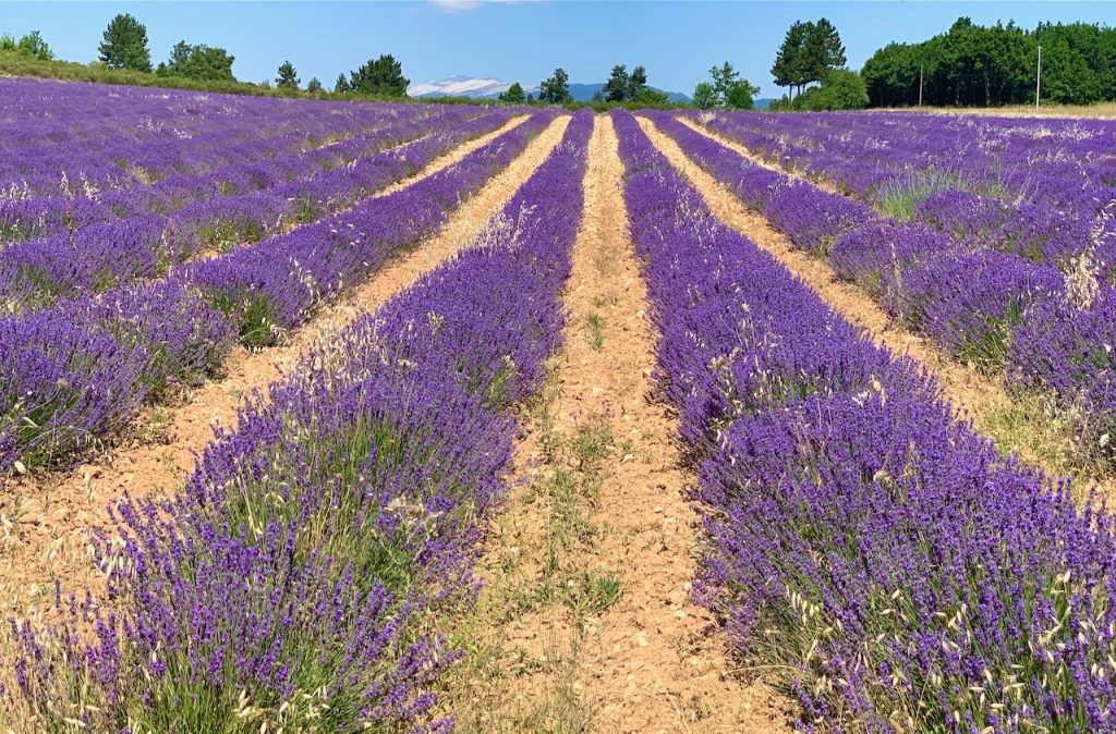 Lavender fields near Mt Ventoux and Sault, Luberon, Vaucluse, Provence