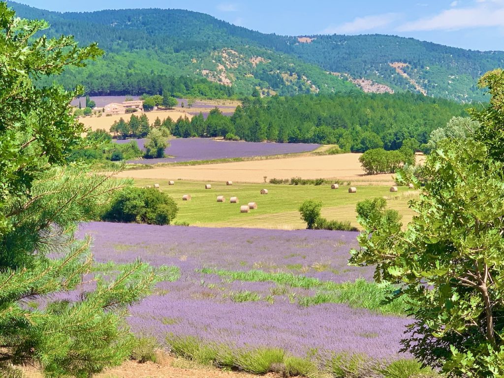 Lavender fields near Sault, Luberon, Vaucluse, Provence, France