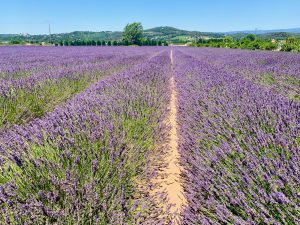 Lavender fields of Bonnieux, Luberon, Vaucluse, Provence, France