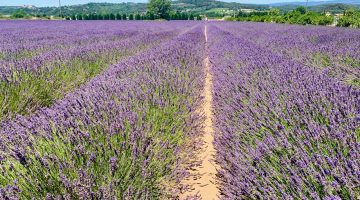 Lavender fields of Bonnieux, Luberon, Vaucluse, Provence, France