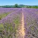 Lavender fields of Bonnieux, Luberon, Vaucluse, Provence, France