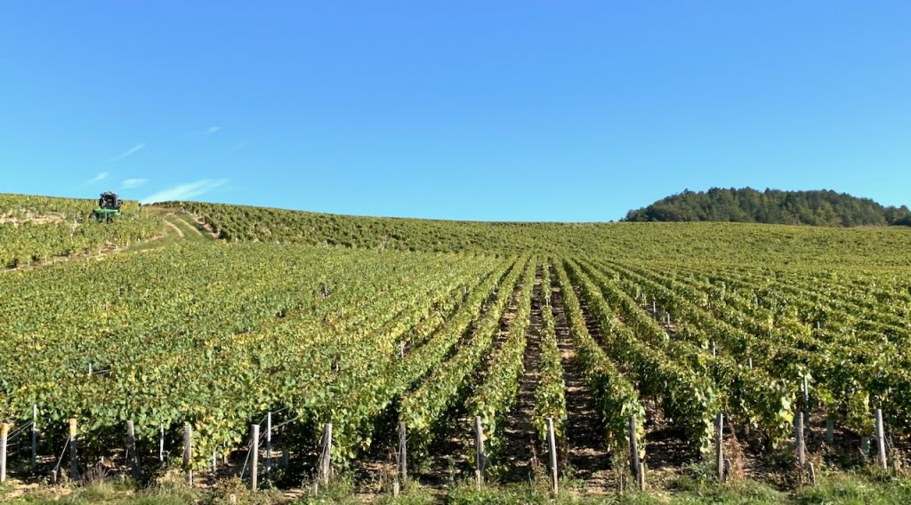 Vines of Chablis, France