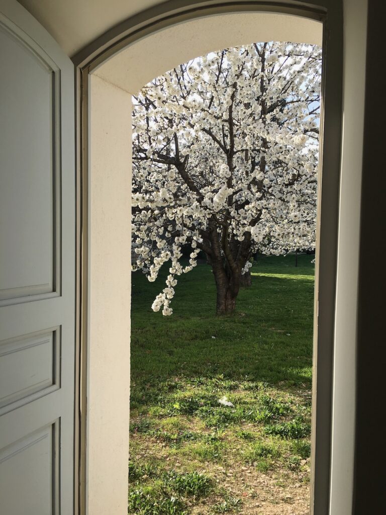 Cherry trees outside our door of Maison des Cerises