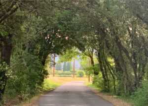 Tree lined lanes of Lourmarin