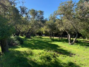 Our building lot in Carmel-by-the Sea