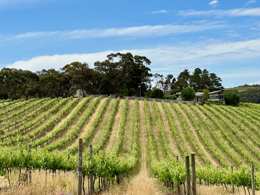 The view from Aphelion Winery, McLaren Vale South Australia