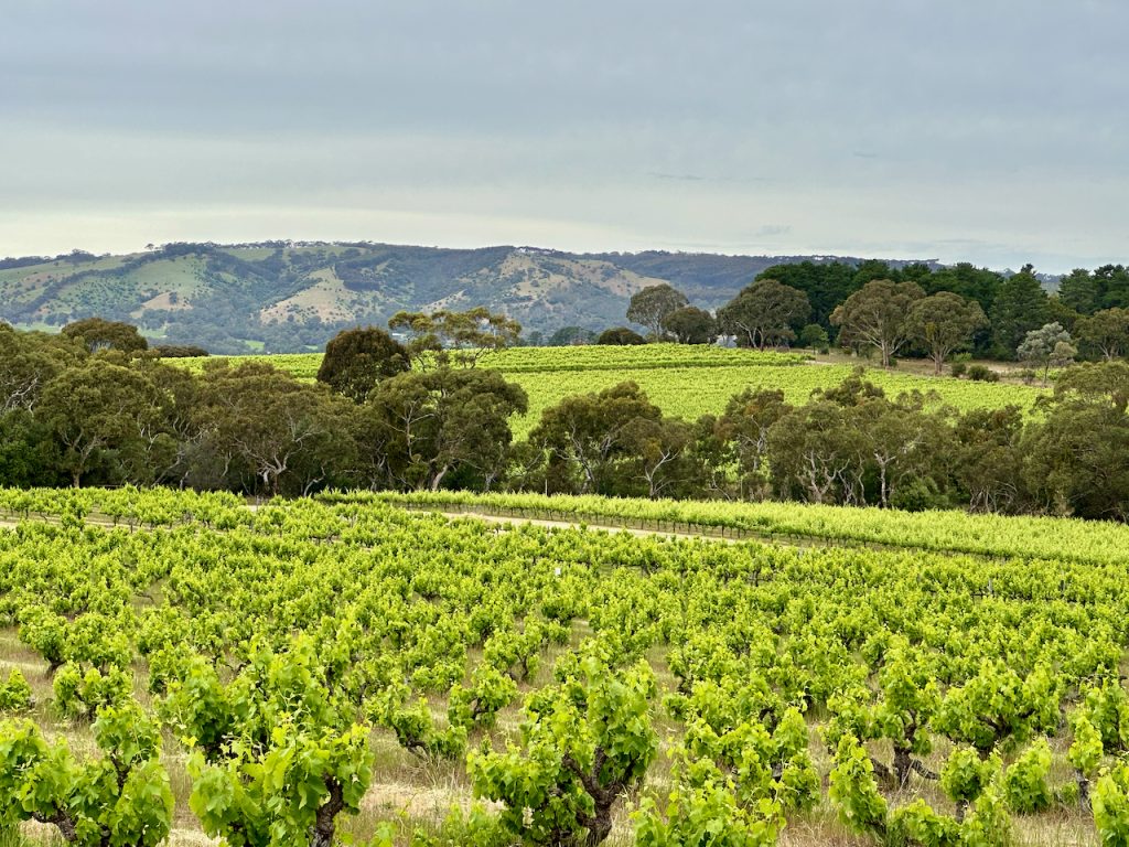 Vineyards of McLaren Vale South Australia