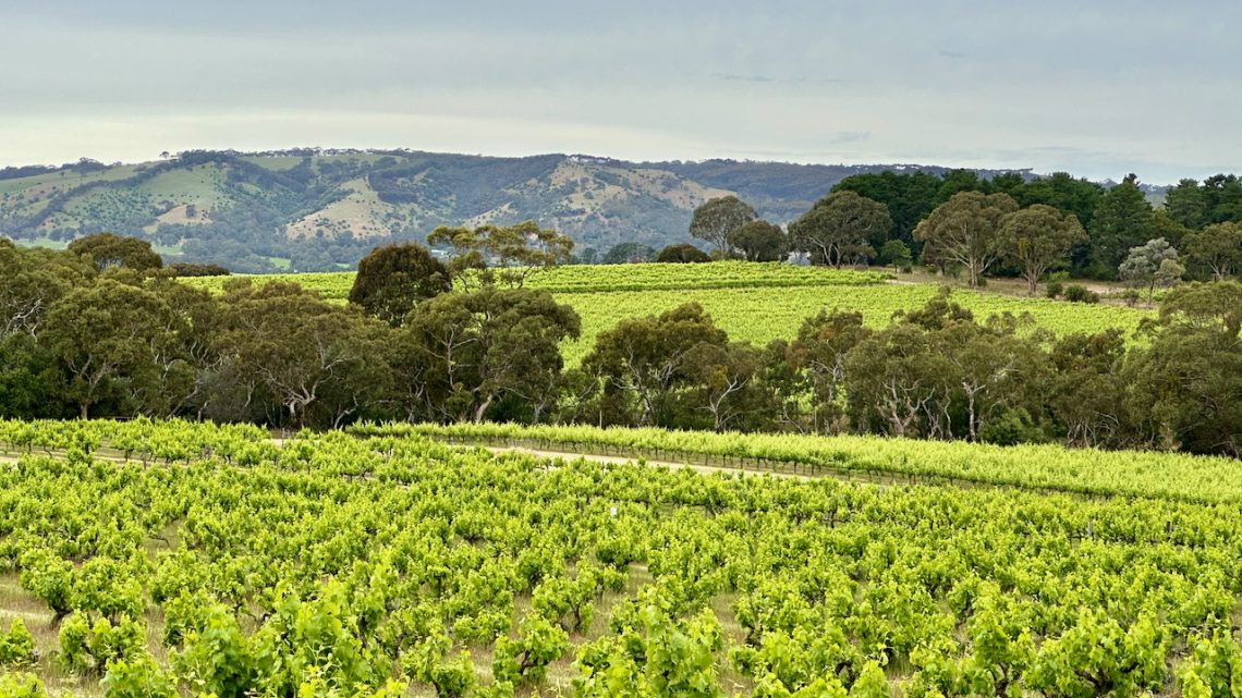 Vineyards of McLaren Vale South Australia