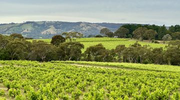 Vineyards of McLaren Vale South Australia