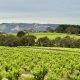 Vineyards of McLaren Vale South Australia