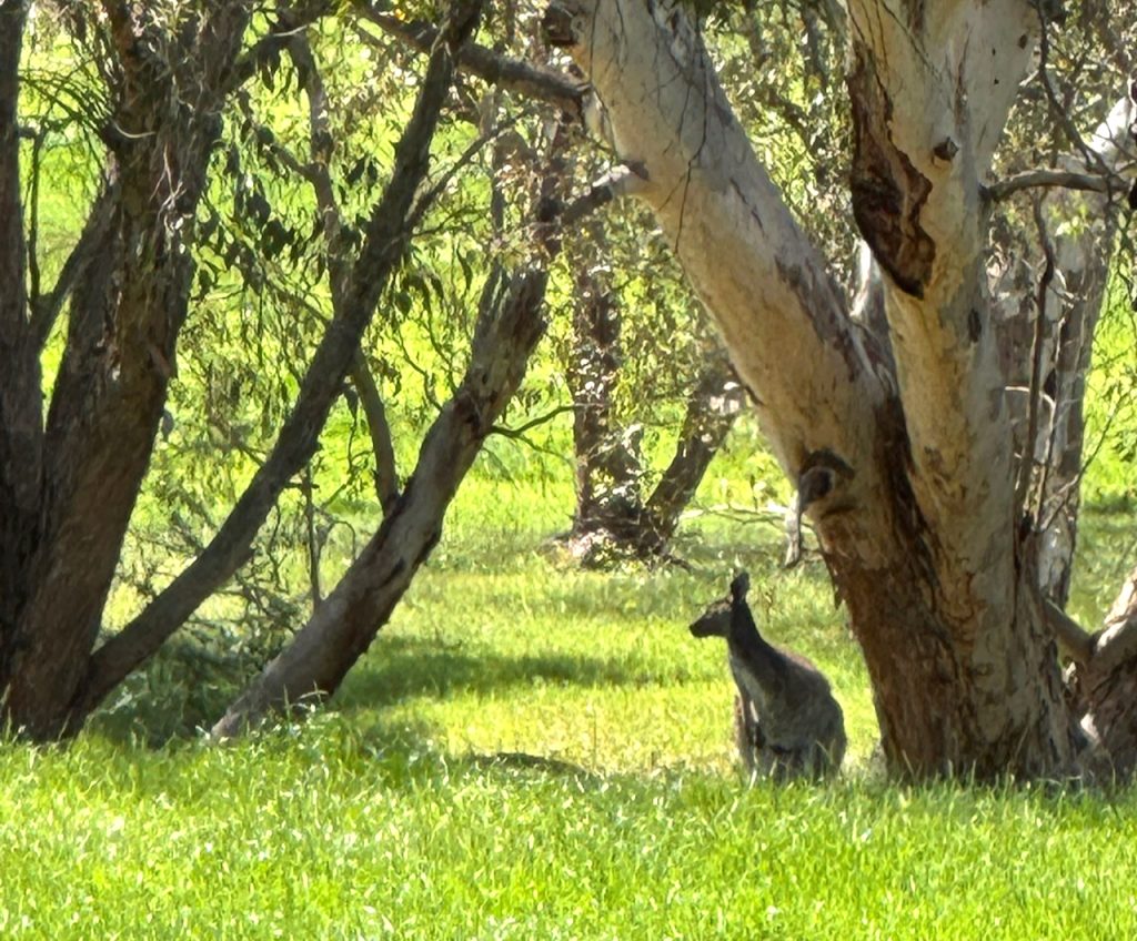 Kangeroos near Stirling, South Australia