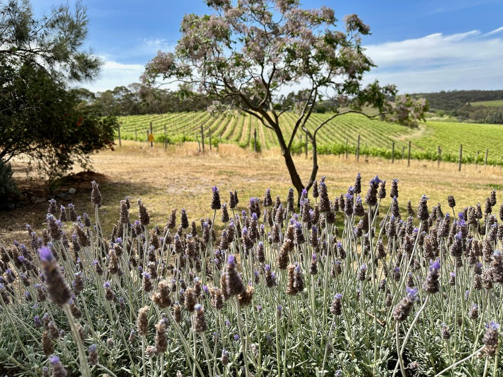 View from Aphelion Winery, McLaren Vale South Australia