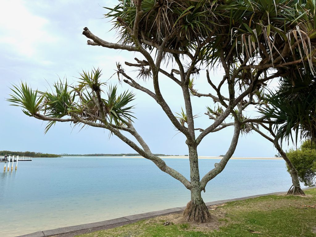 View from Maroochydore