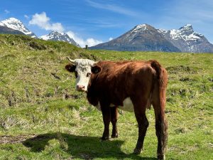 A Cow near Paradise, near Glenorchy, near Queenstown, South Island New Zealand