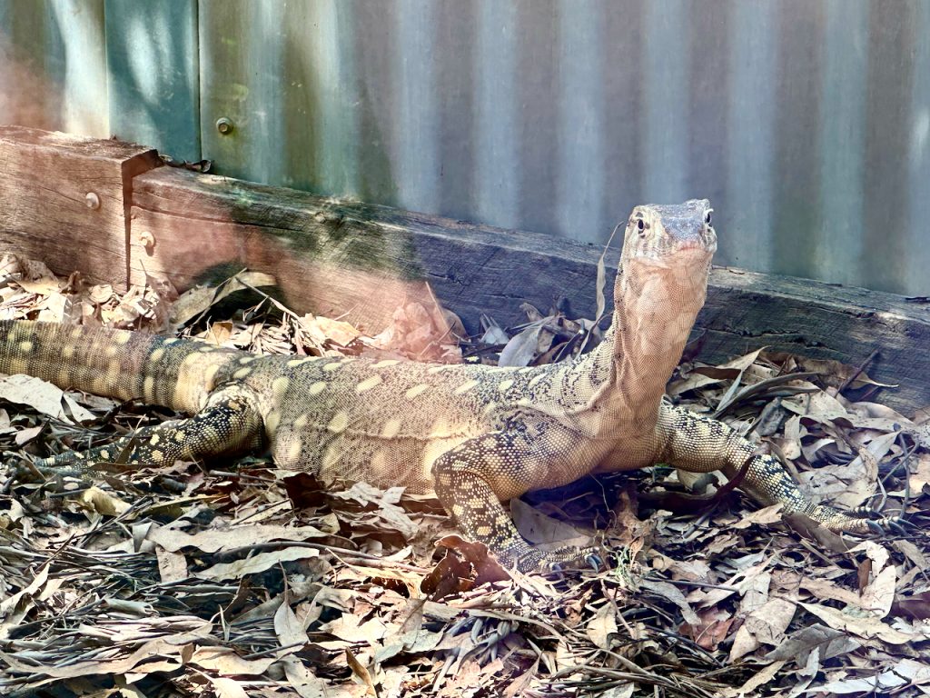 Australia's Perentie Lizard at Lone Pine Koala Sanctuary, Brisbane, Australia