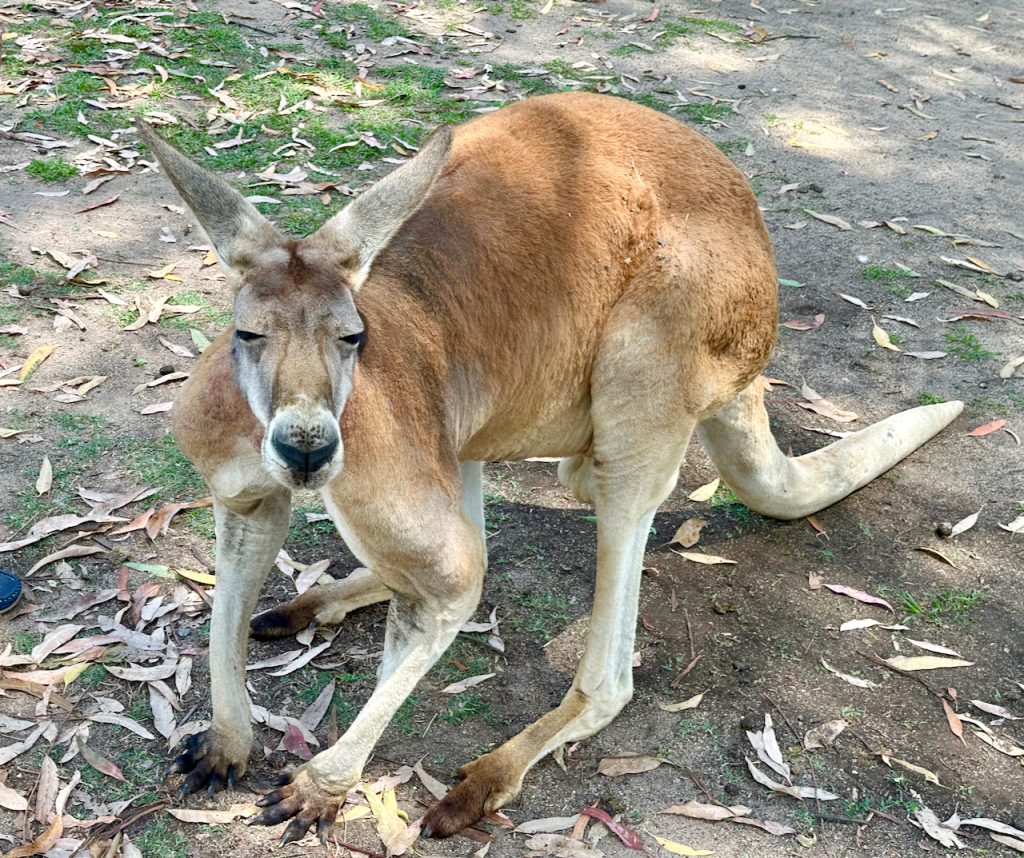 A kangeroo at Lone Pine Koala Sanctuary, Brisbane, Australia